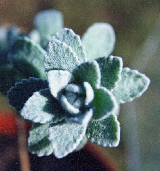 Otanthus maritimus photo